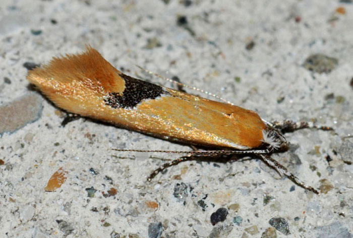 Oecophoridae 5